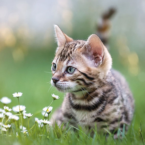 Salveta  Cute cat  ZC6