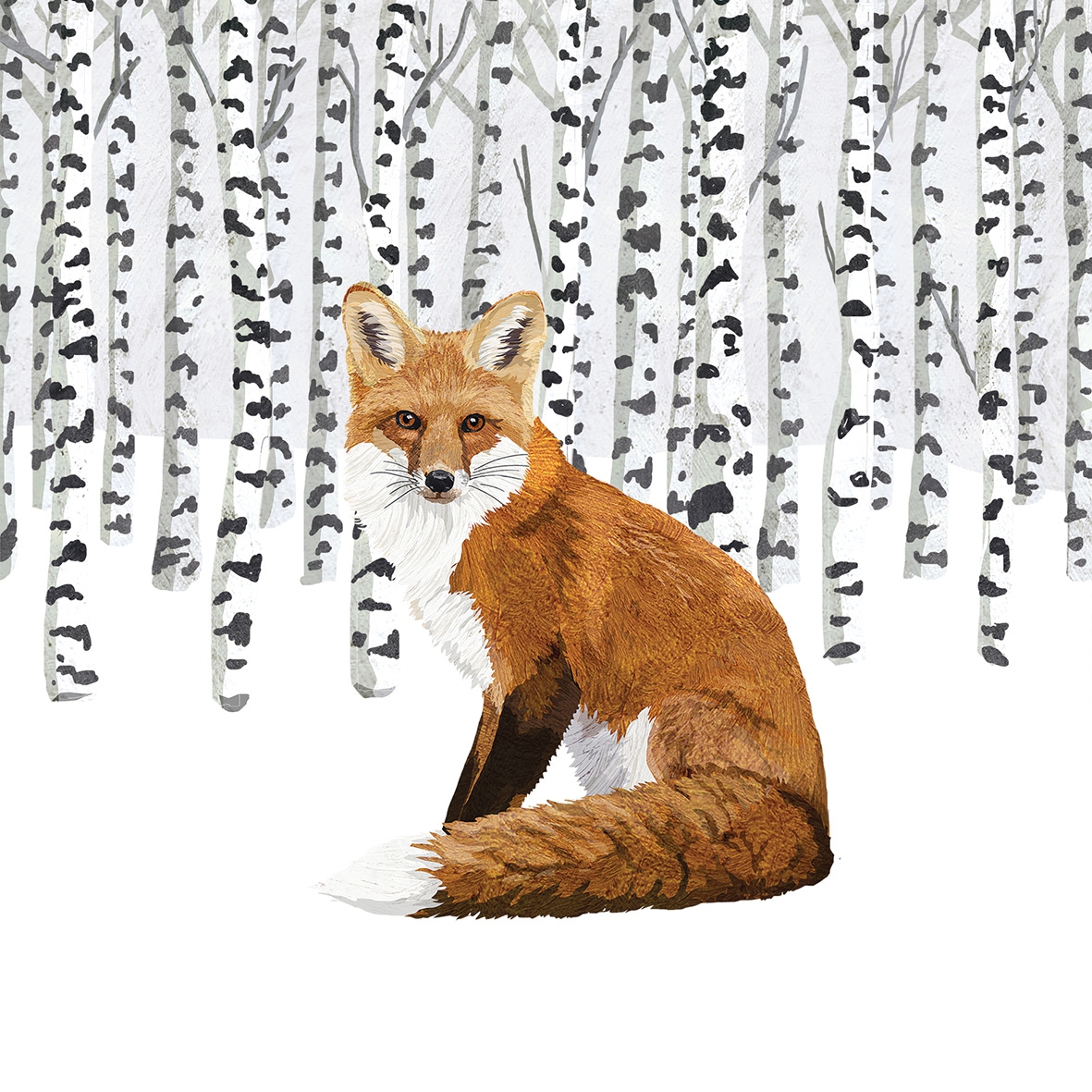 Salveta  Wilderness Fox ZS6