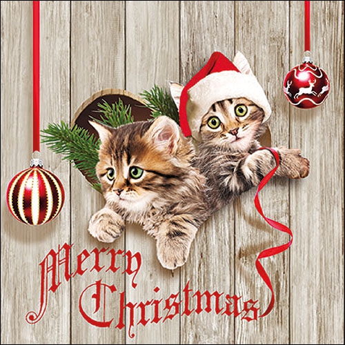 Salveta SCurious Kittens ZI61