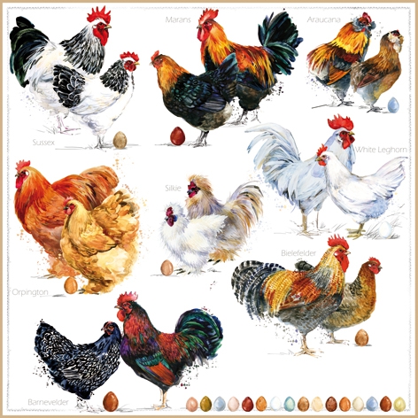 Salveta Poulets PT17