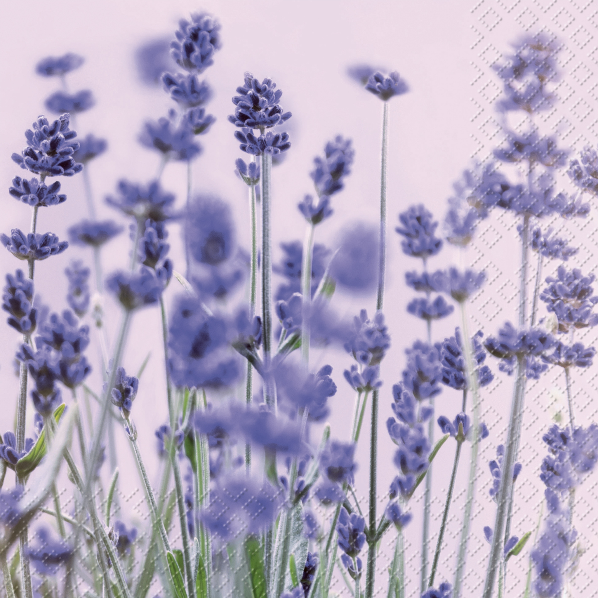 Salveta Violet CL7