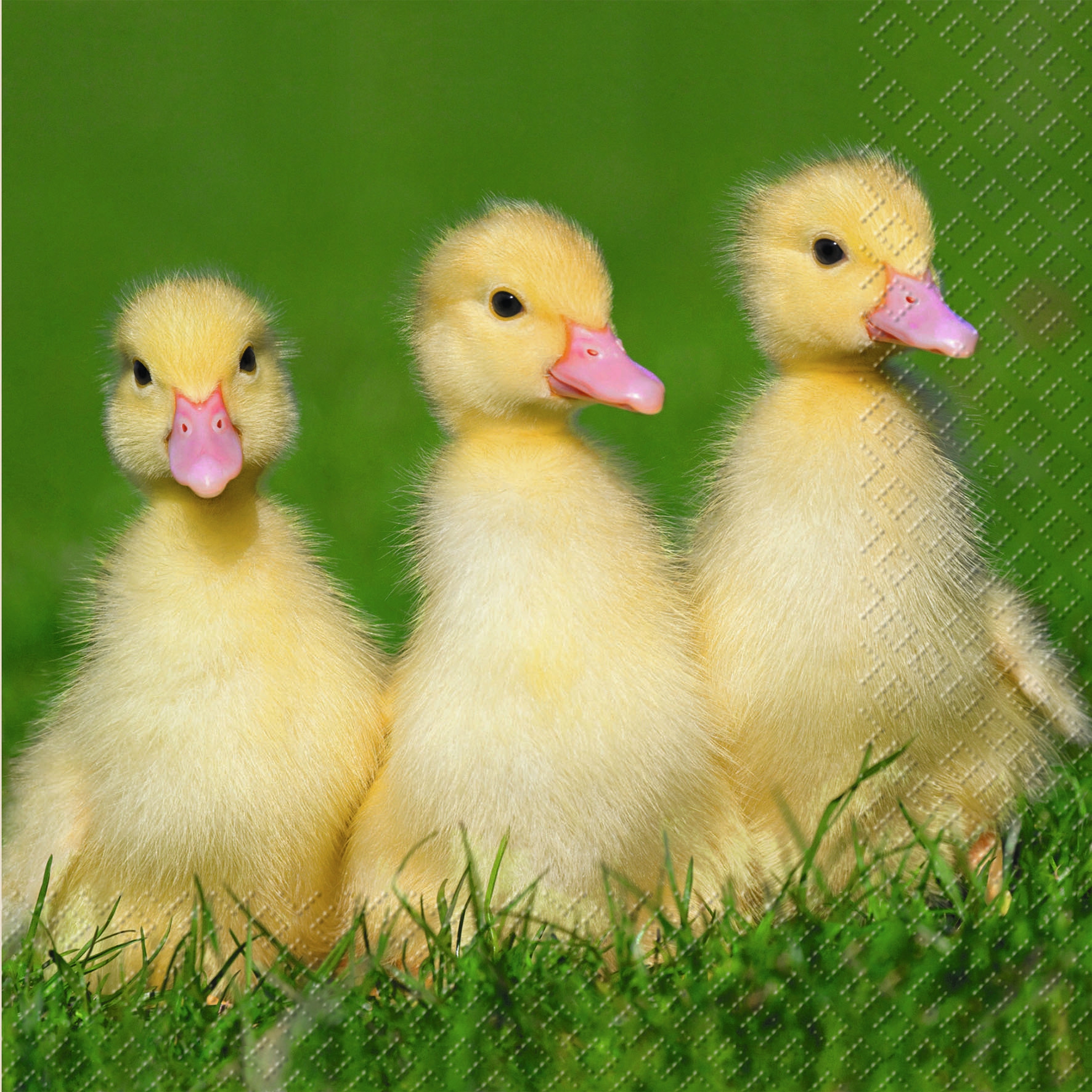 Salveta  Ducks  PT10