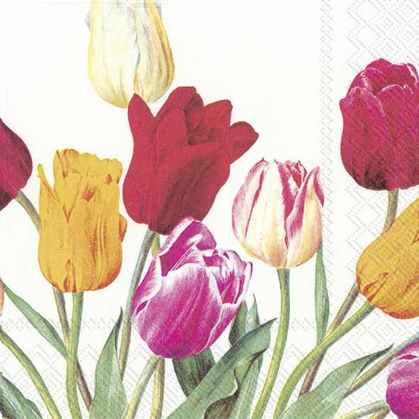 Salveta Tulips white C12