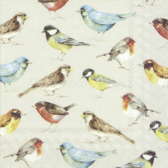 Salveta The birds PT14