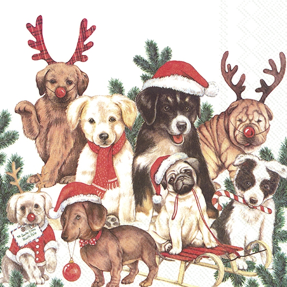 Salveta Dogs - mas ZI52