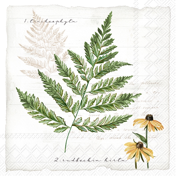 Salveta My little Fern C20