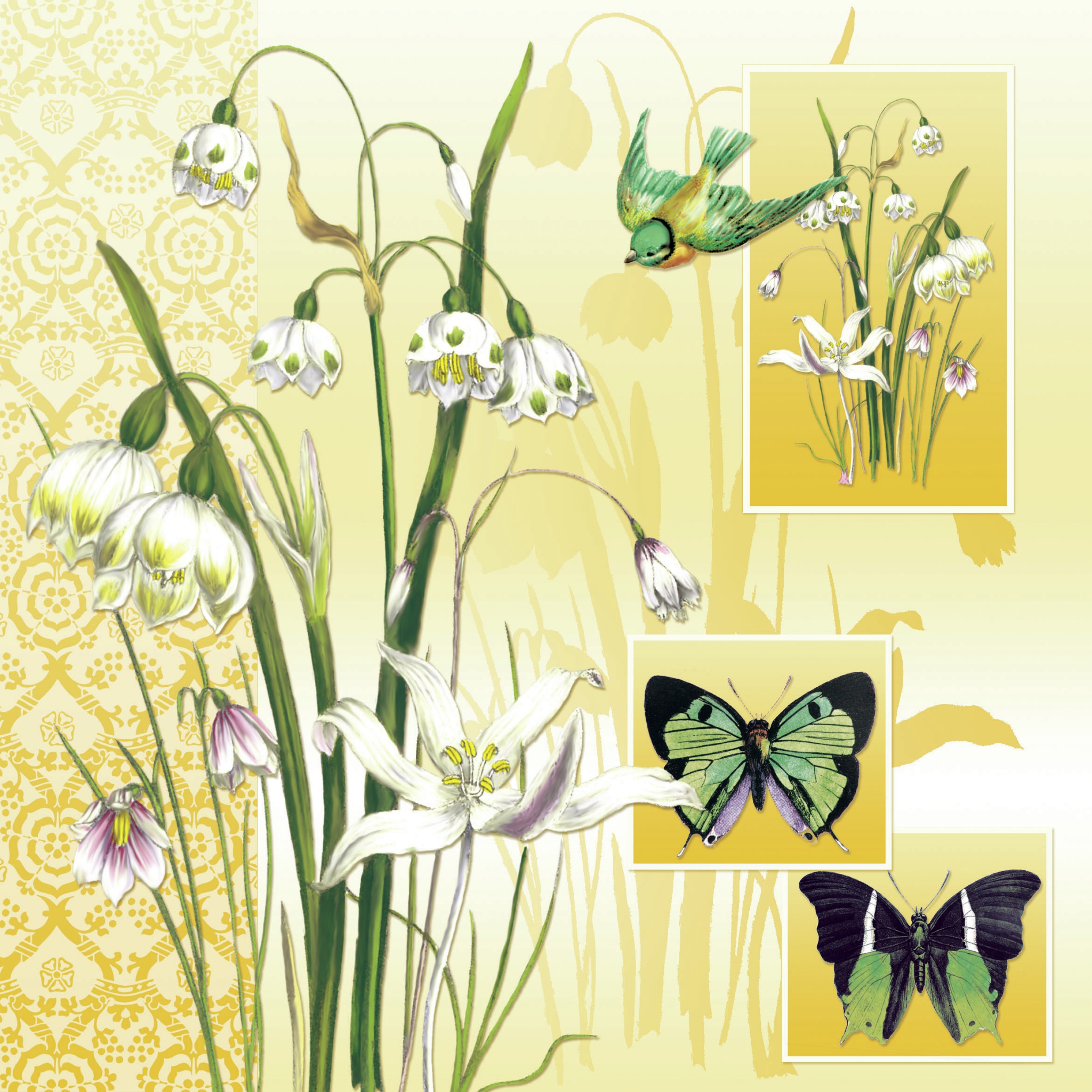 Salveta Herald of Spring C15