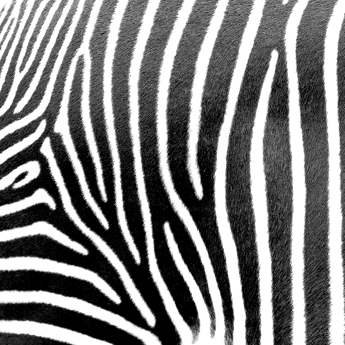 Salveta Zebra Stripes, GCB1
