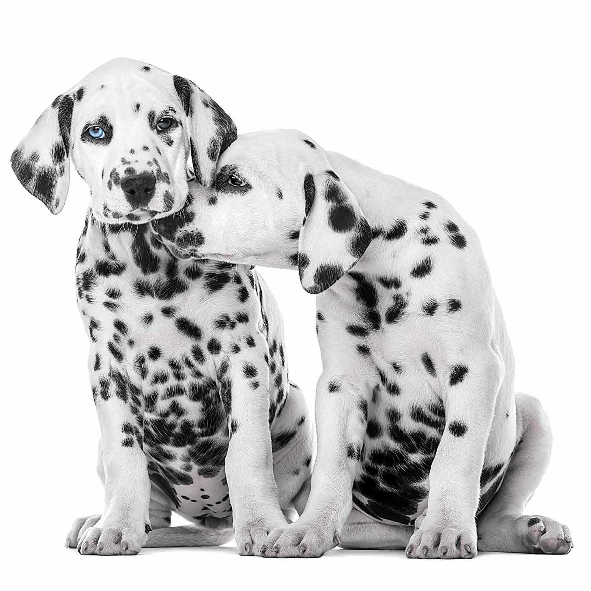 Salveta Dalmatians ZD7