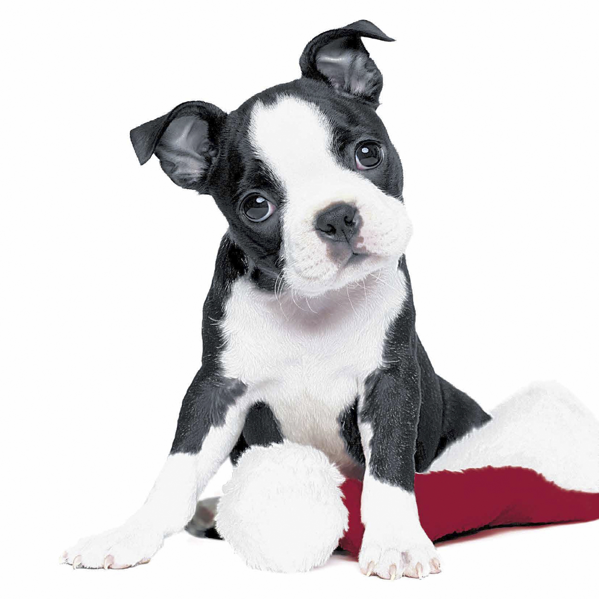 Salveta "Xmas dog " BMP1