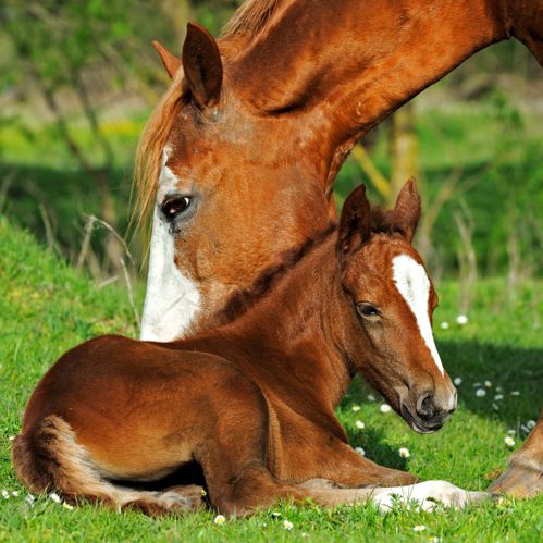 Salveta "Horses" ZMK3