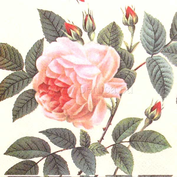 Salveta Rosa  CR22