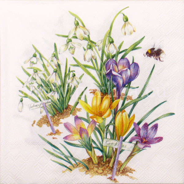 Salveta Primavera C69