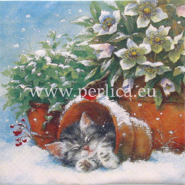 Salveta Kitten sleeping in plant pot, ZI18
