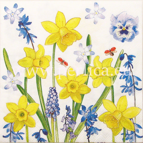 Salveta "Narcissus love" C61