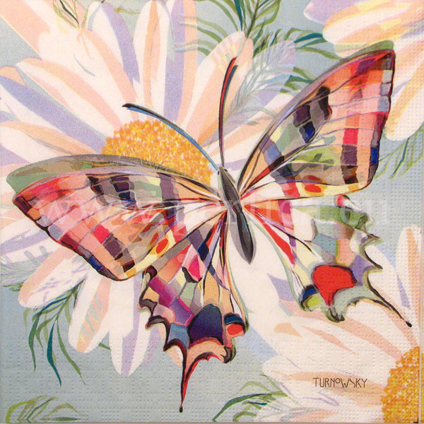 Salveta Echo butterfly ZL3