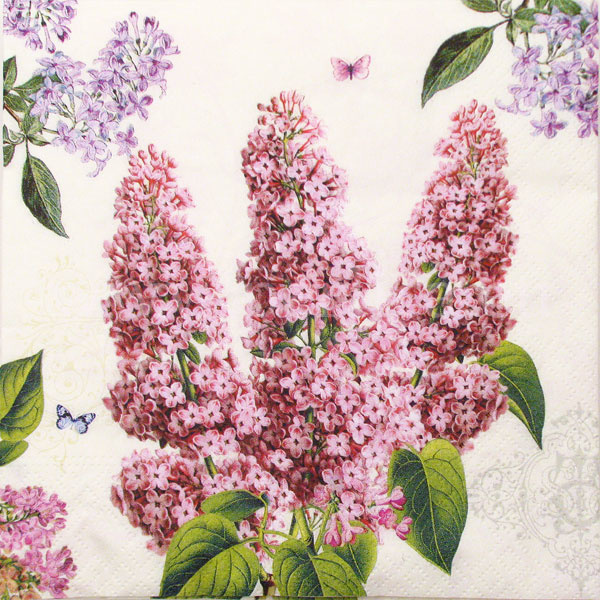Salveta Syringa C14