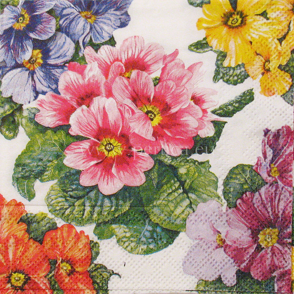 Salveta Primroses C37