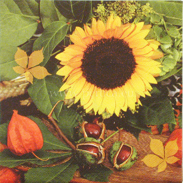 Salveta Castagne and girasole CJ8