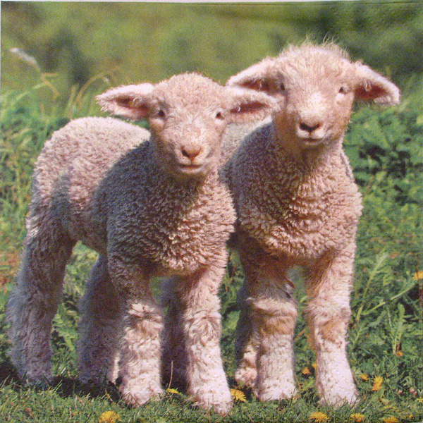 Salveta Cute Lambs ZS7