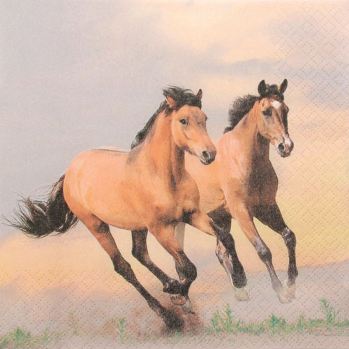 Salveta Wild horses ZMK2
