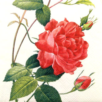 Salveta Chinese Rose, CR26