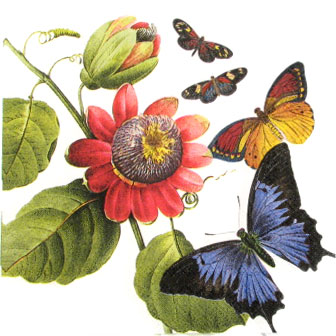 Salveta_Sre__a_j_4f6efd98da738.jpg