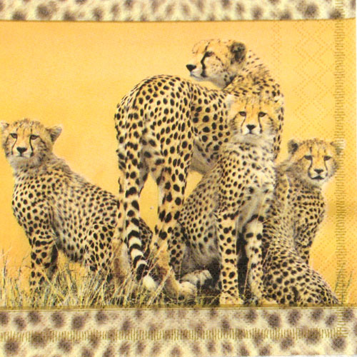 Salveta Cheetah Family.jpg