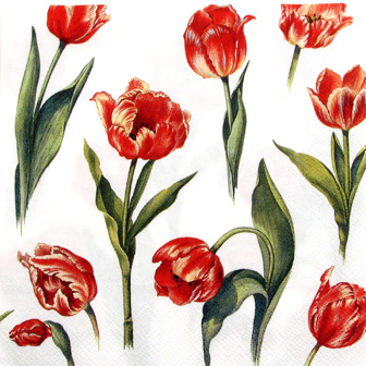 Salveta_Tulipani_4f6b86ce5481f.jpg