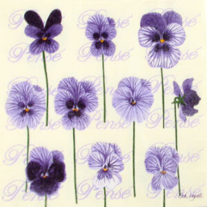 Salveta Viole C56