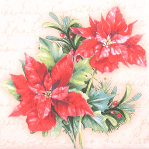 Salveta Christmas flower, BZ3