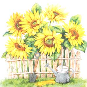 Salveta Garden of sunflowers C60