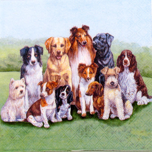 Salveta_Pedigree Dogs