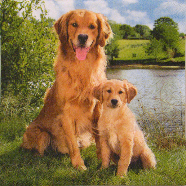 Salveta Golden Retriver ZC5